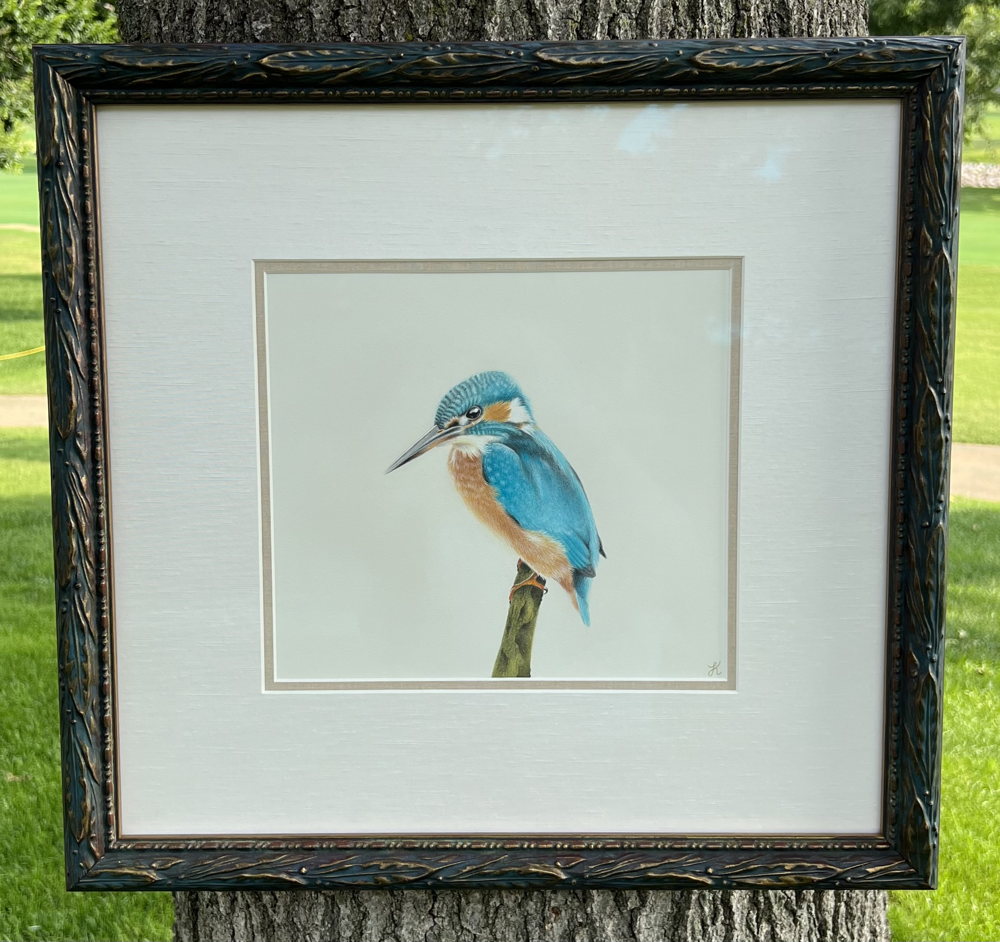 Lilly Klontz Common Kingfisher
