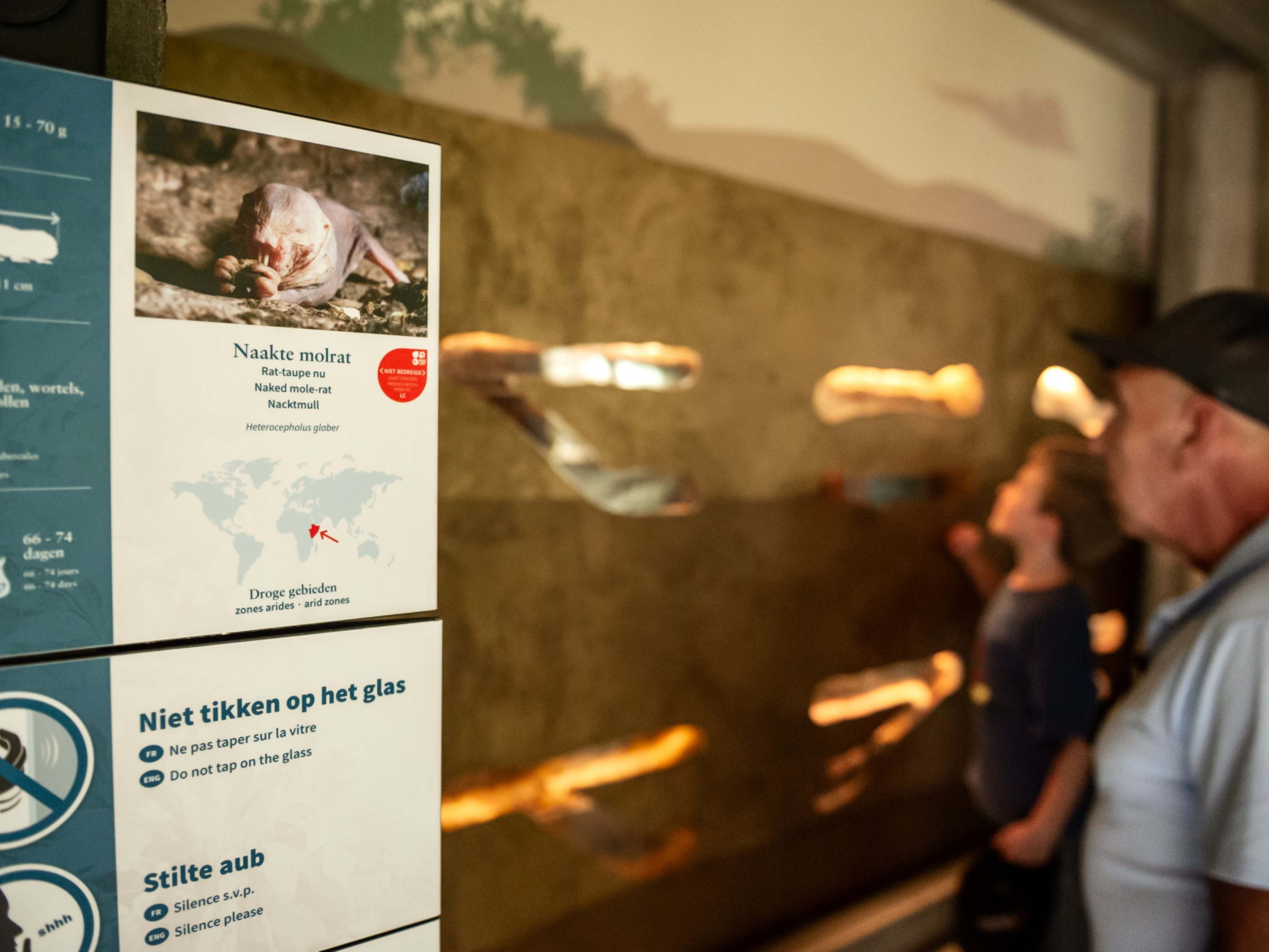 Antwerp Zoo welcomes colony of naked mole-rats