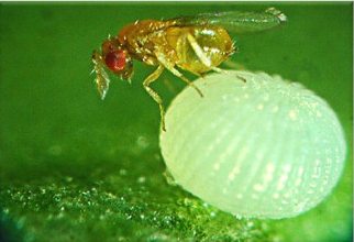 Parasites