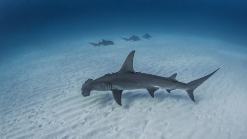 Shark Divers