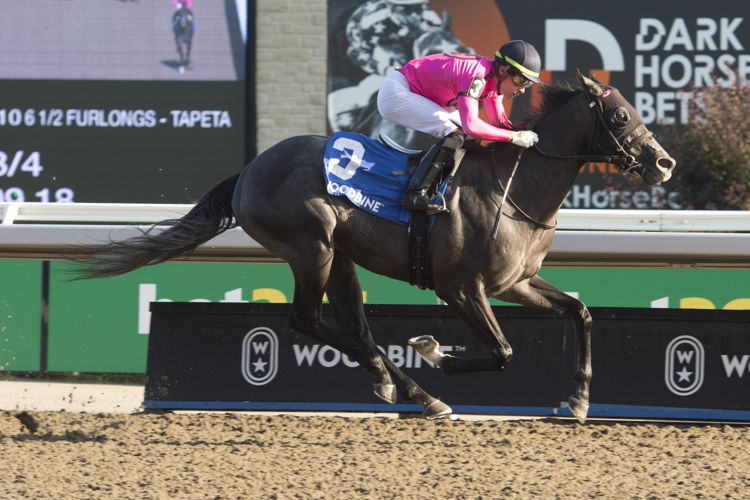 My Boy Prince and jockey Sahin Civaci winning the Simcoe Stakes on August 27, 2023 (Michael Burns Photo)