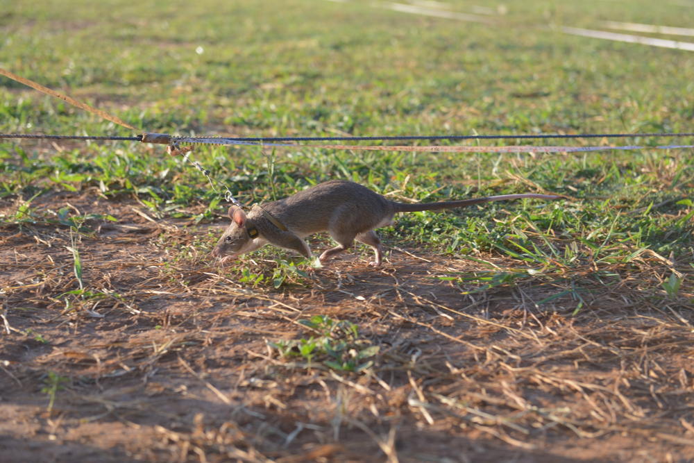 Goed gezien! - training rat als mijnenzoeker - (c) Padaboem