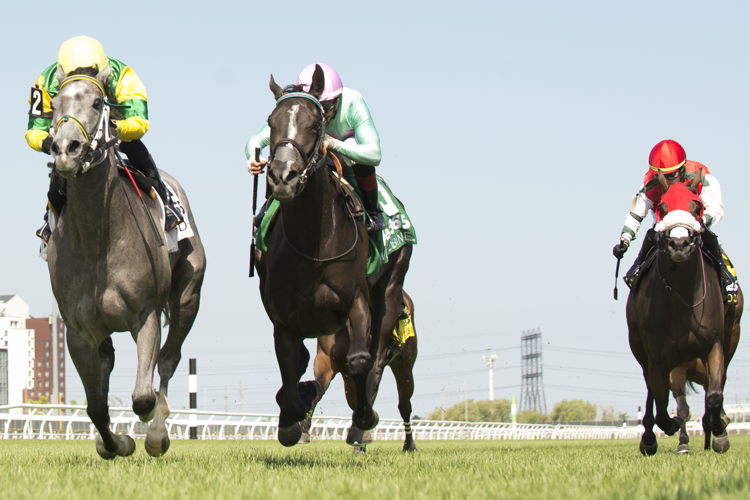 Little Teddy and jockey Kazushi Kimura winning the Georgian Bay Stakes on July 7, 2024 at Woodbine (Michael Burns Photo)