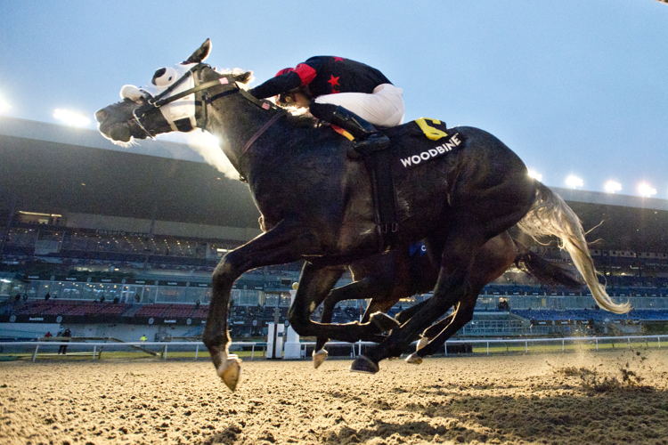 Frac Dancer and jockey Sahin Civaci winning the Clarendon Stakes on December 2, 2023 at Woodbine (Michael Burns Photo