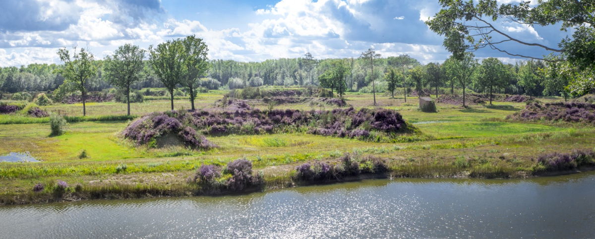 Natuurgebied Vloethemveld, bloeiende heide © Westtoer apb