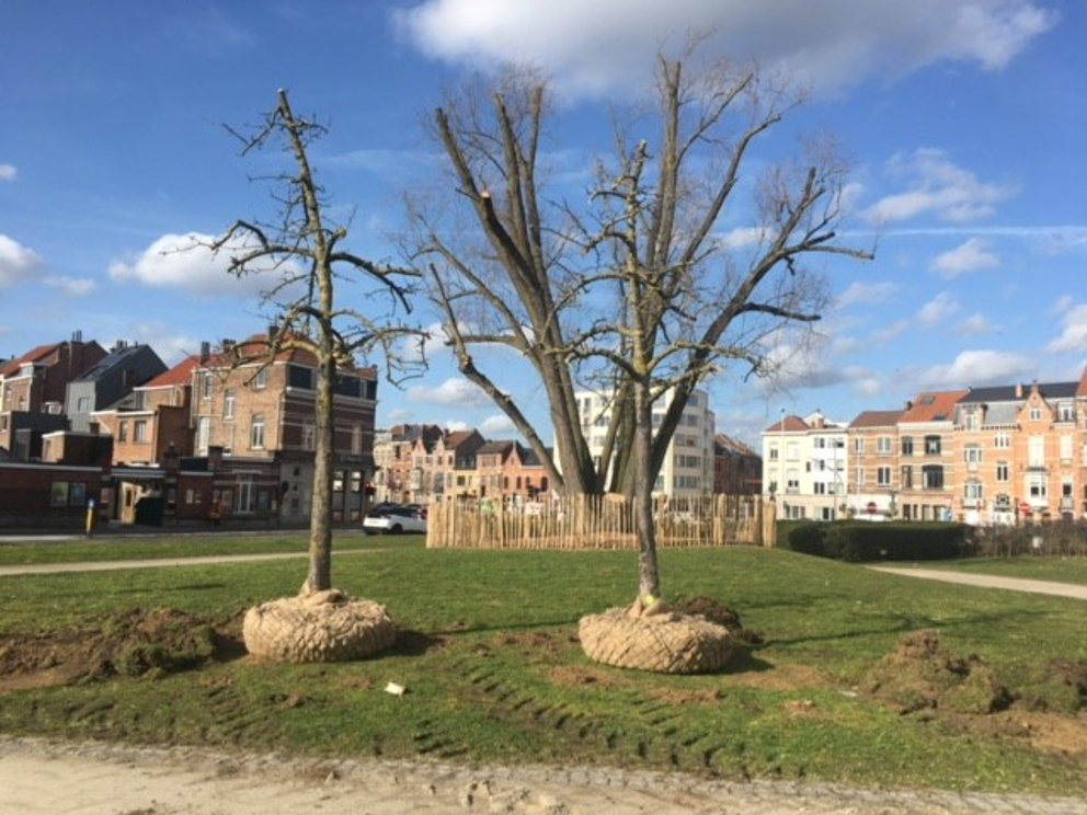 Stad Leuven verplant 32 bomen van Philipssite naar Jan Vrankxpad