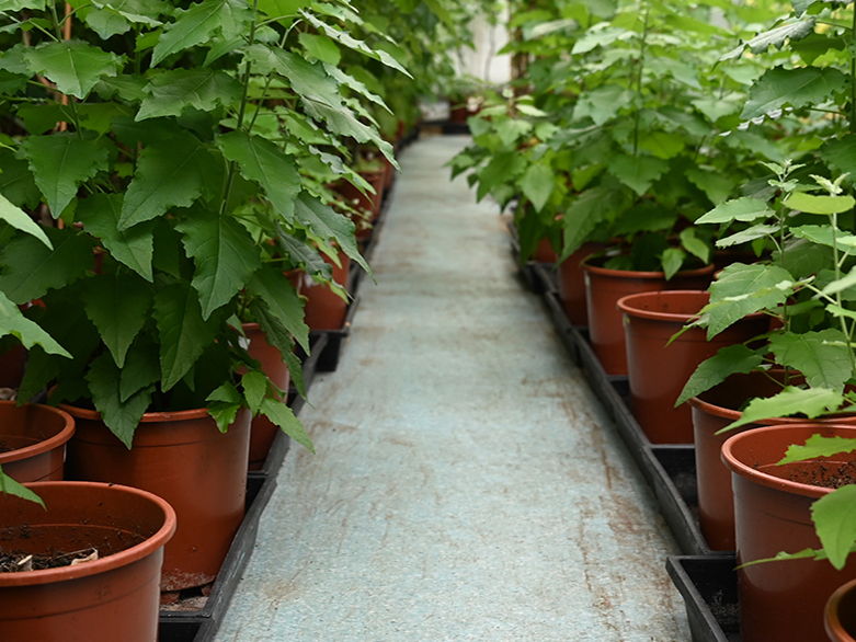 Transgene-free genome editing in poplar trees: a step toward sustainable forestry 