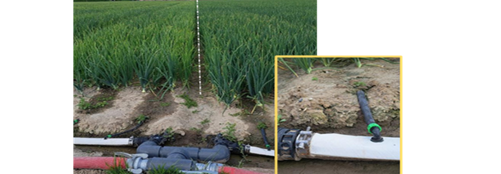 Parcelle de pratique montrant la boîte à robinets d'irrigation à gauche et la boîte à robinets de fertigation à droite. La différence entre les deux robinets est évidente grâce à l'apport continu d'engrais par fertigation aux plants d'oignons. Photo du 10/08.