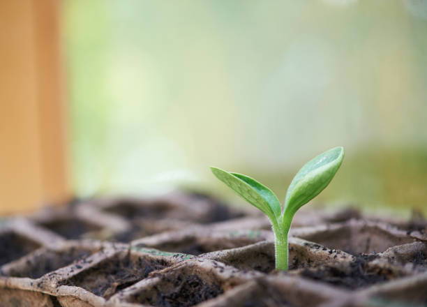 Seeds of Opportunity: The African Growth Series