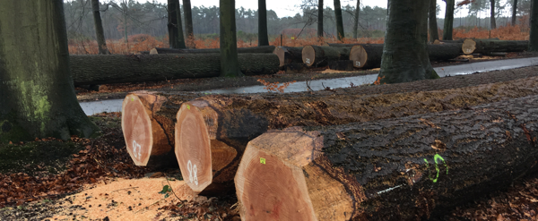 Natuur en Bos organiseert tweede Vlaams houtpark