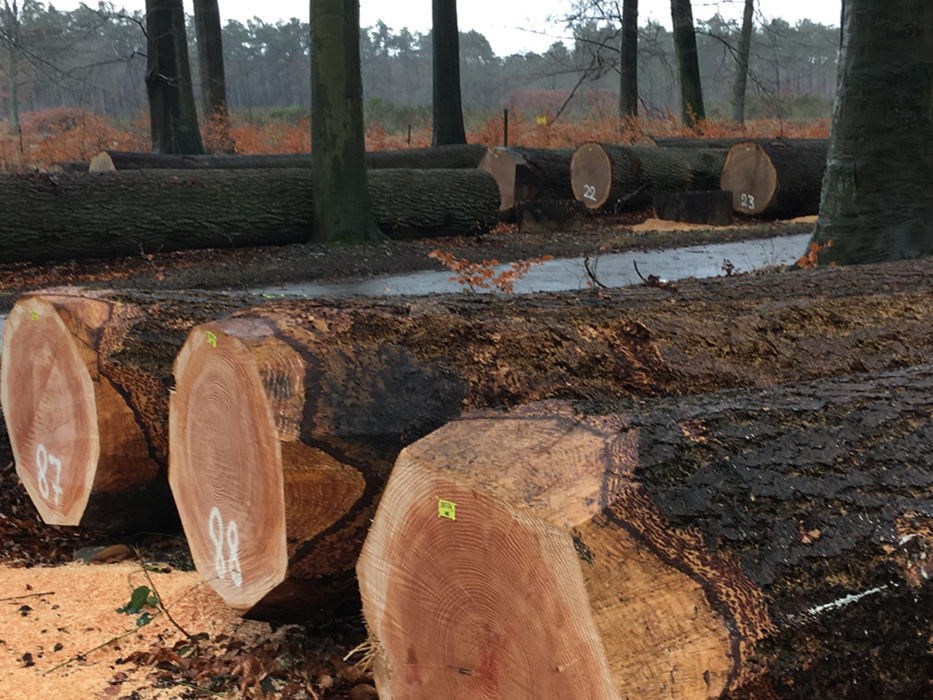 Natuur en Bos organiseert tweede Vlaams houtpark