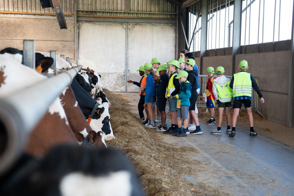 BOOST in Mol - koeienstal