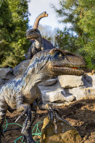 Velociraptor