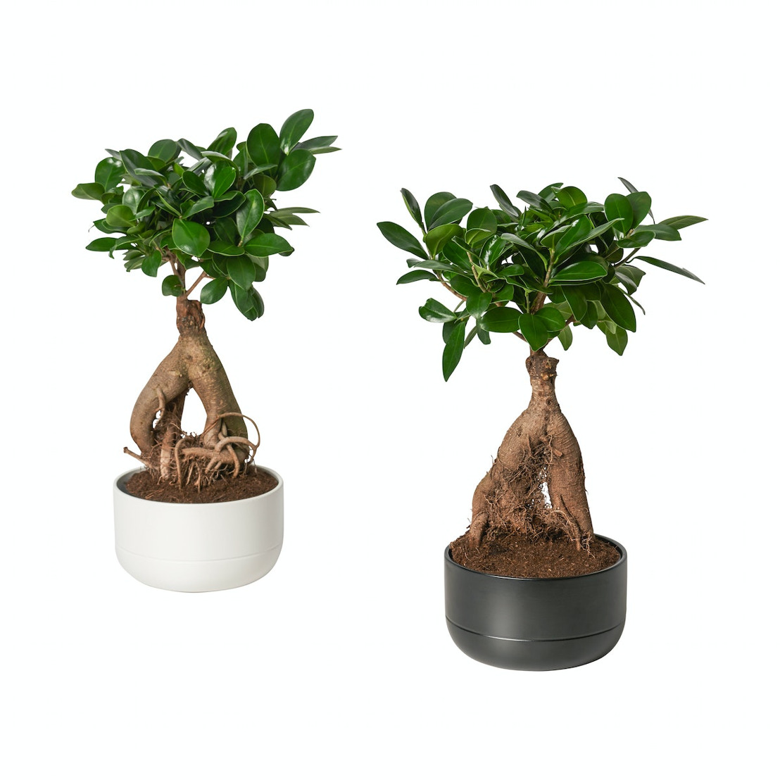 IKEA rappelle la plante FICUS Microcarpa Ginseng pour la présence d’un nématode (ver)