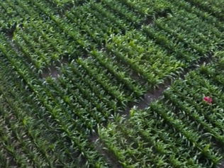 Increasing experimental efficiency in plant genome editing