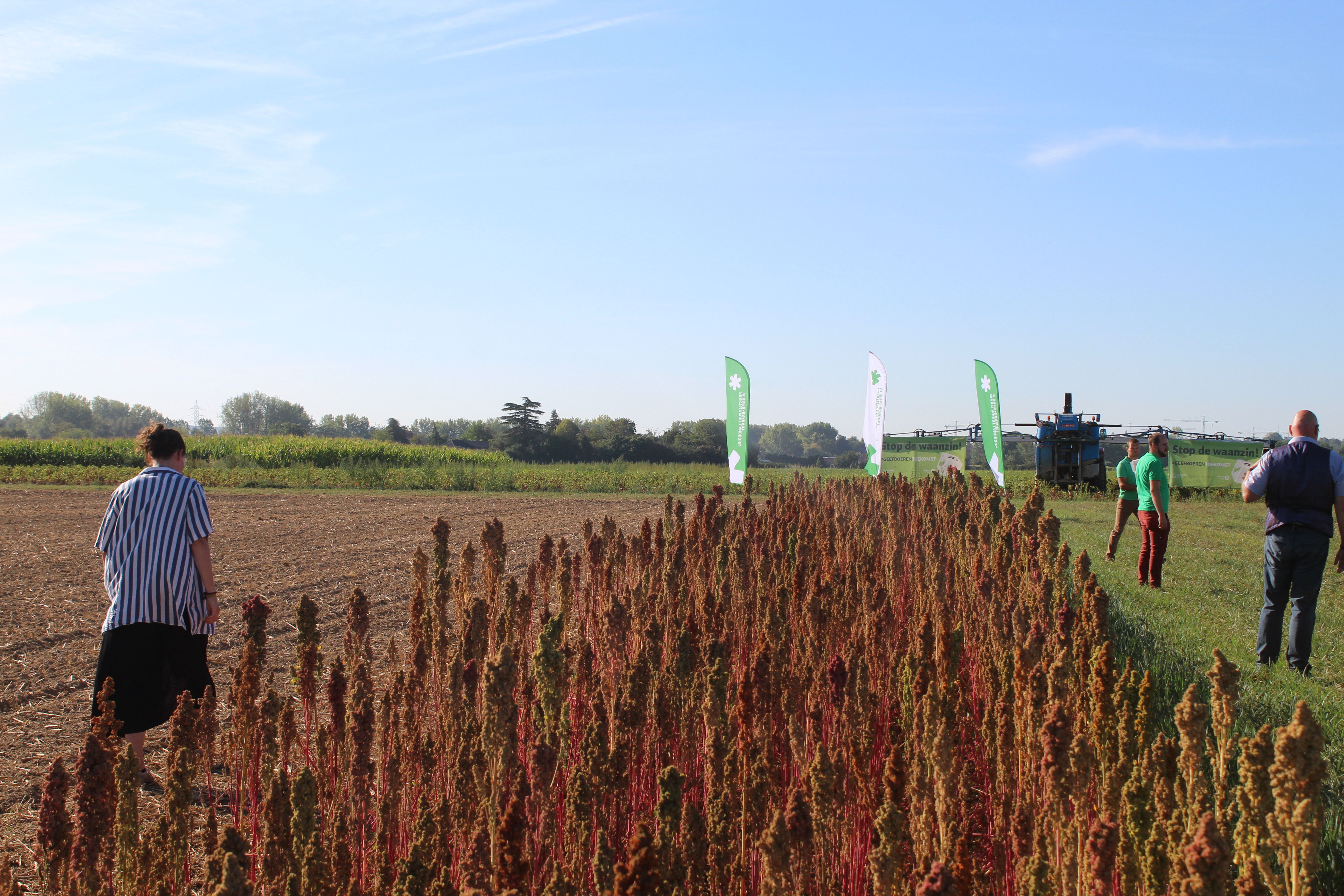 Quinoa op de velden van het Praktijkpunt Landbouw in Herent