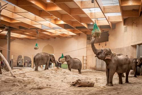 Copyright foto's: Zoo Antwerpen en Planckendael