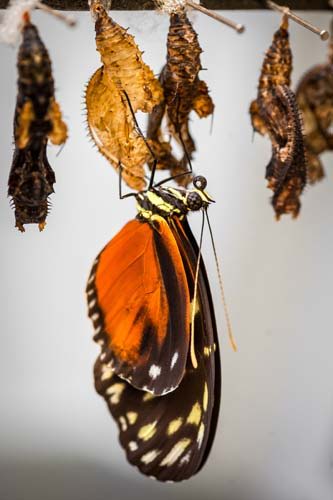 Copyright foto's: Zoo Antwerpen en Planckendael