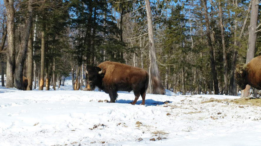 Outaouais / Parc Oméga / ©Gouvbq / D.Poulin