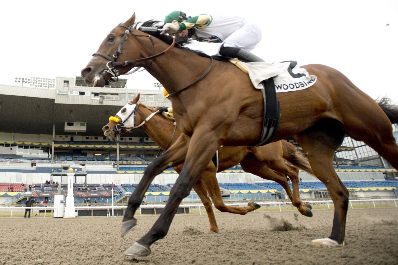 Armstrong and jockey Sahin Civaci winning the Clarendon Stakes on Friday at Woodbine (Michael Burns Photo)