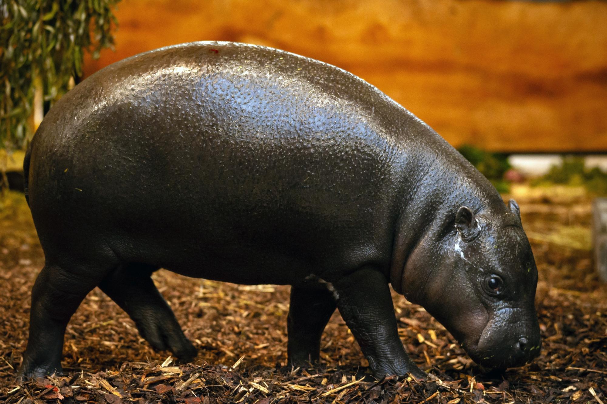 Antwerp Zoo welcomes new breeding pair of pygmy hippos