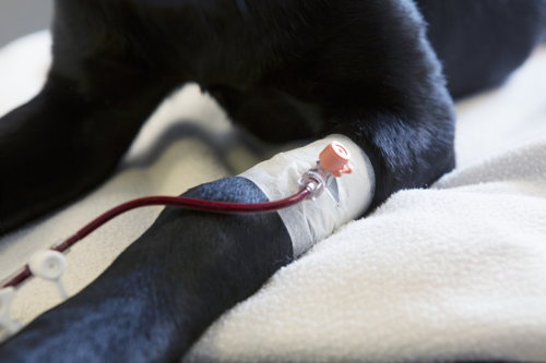 La transfusion sanguine chez le chien