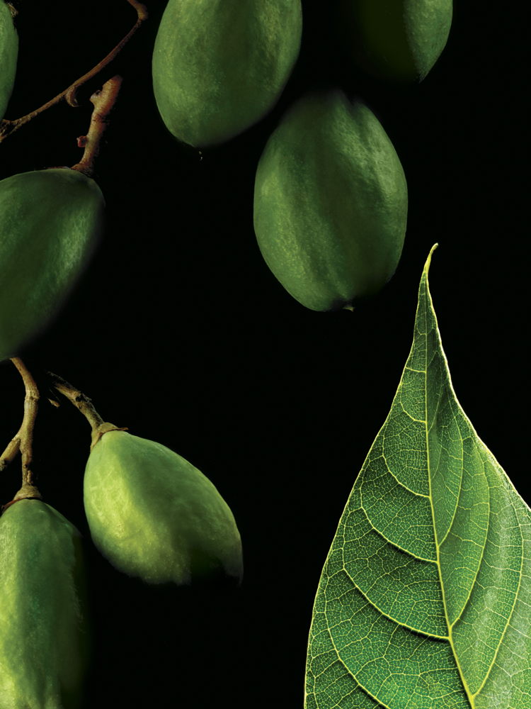 Aveda_bcorpxaveda_2