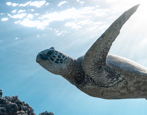 Ferguson donates PVC pipe to protect local sea turtles