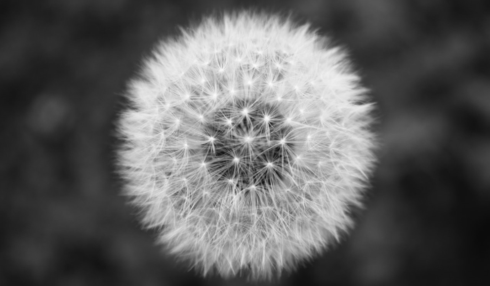 black-and-white-flower-dandelion-minimal-21323 ©Jack Hawley.jpg