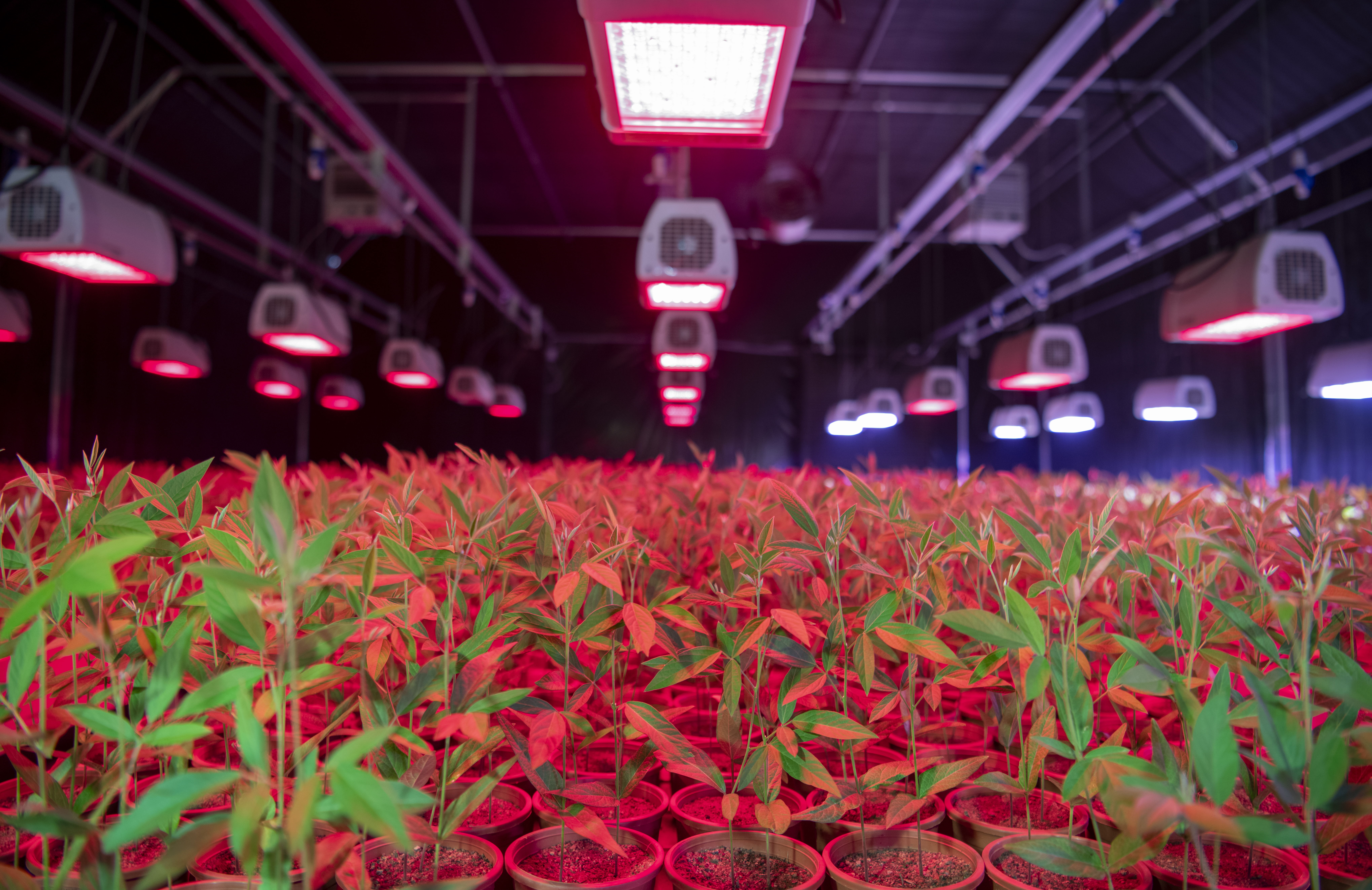 The Rapid Generation Advancement facility at ICRISAT. The Rapid Generation Advancement facility at ICRISAT.