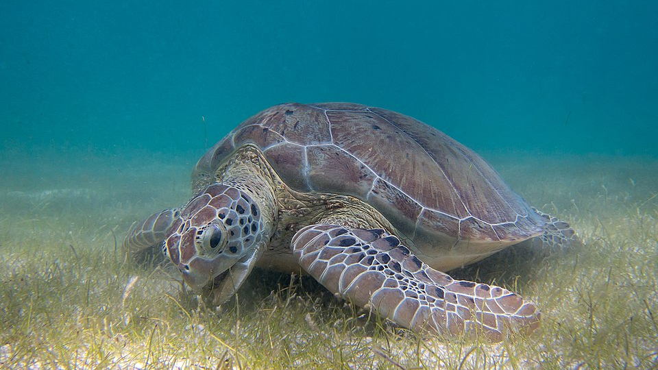 VUB-onderzoeksgroep valt in de prijzen op VLIZ Marine Science Day