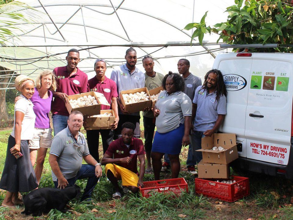 Simply Mushrooms based in Saint Lucia is selling close to one tonne of mushrooms per week under mentorship of agricultural specialist Peter Dillon.
