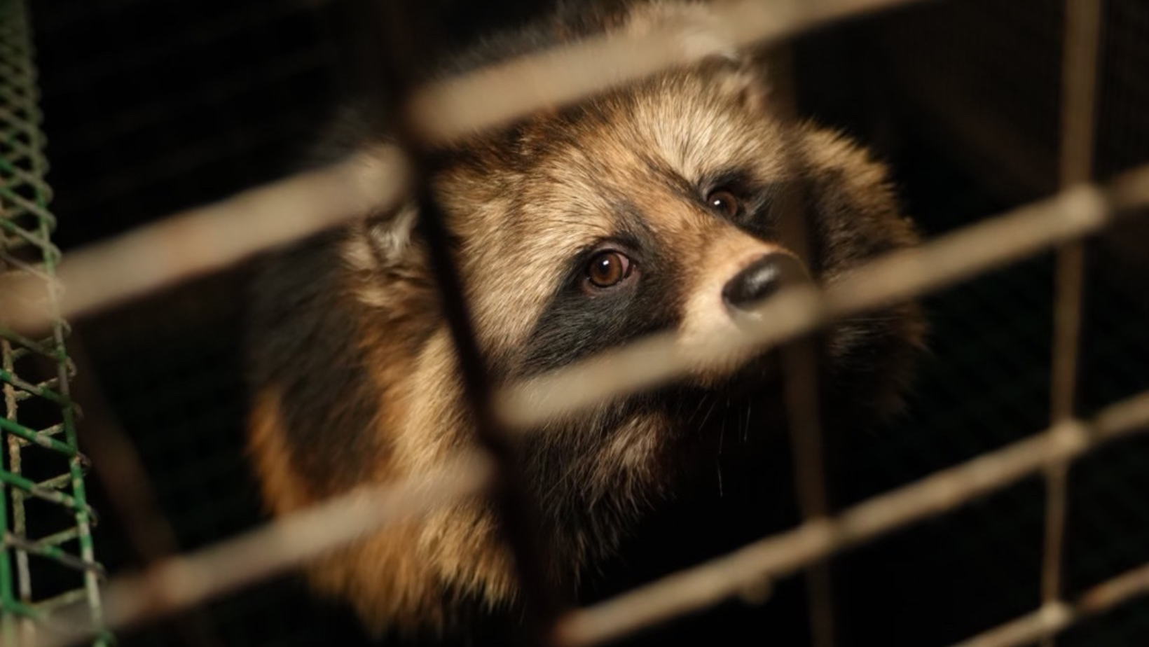 EFSA bevestigt: de fok van dieren voor hun pels veroorzaakt ernstig dierenleed