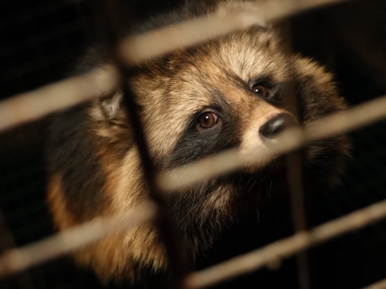 L’EFSA confirme que les élevages d’animaux à fourrure causent de graves atteintes aux animaux