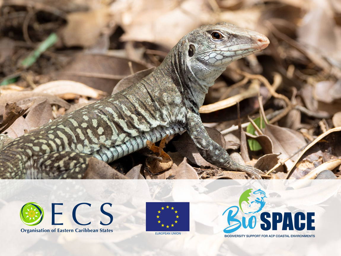 L’OECO et Anguilla franchissent une nouvelle étape en faveur de la conservation de la biodiversité