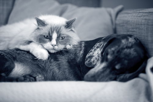 Chat et chien dans le fauteuil 