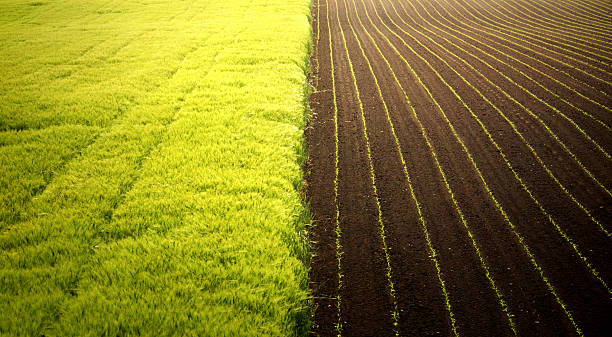 Seeds of Opportunity: The African Growth Series