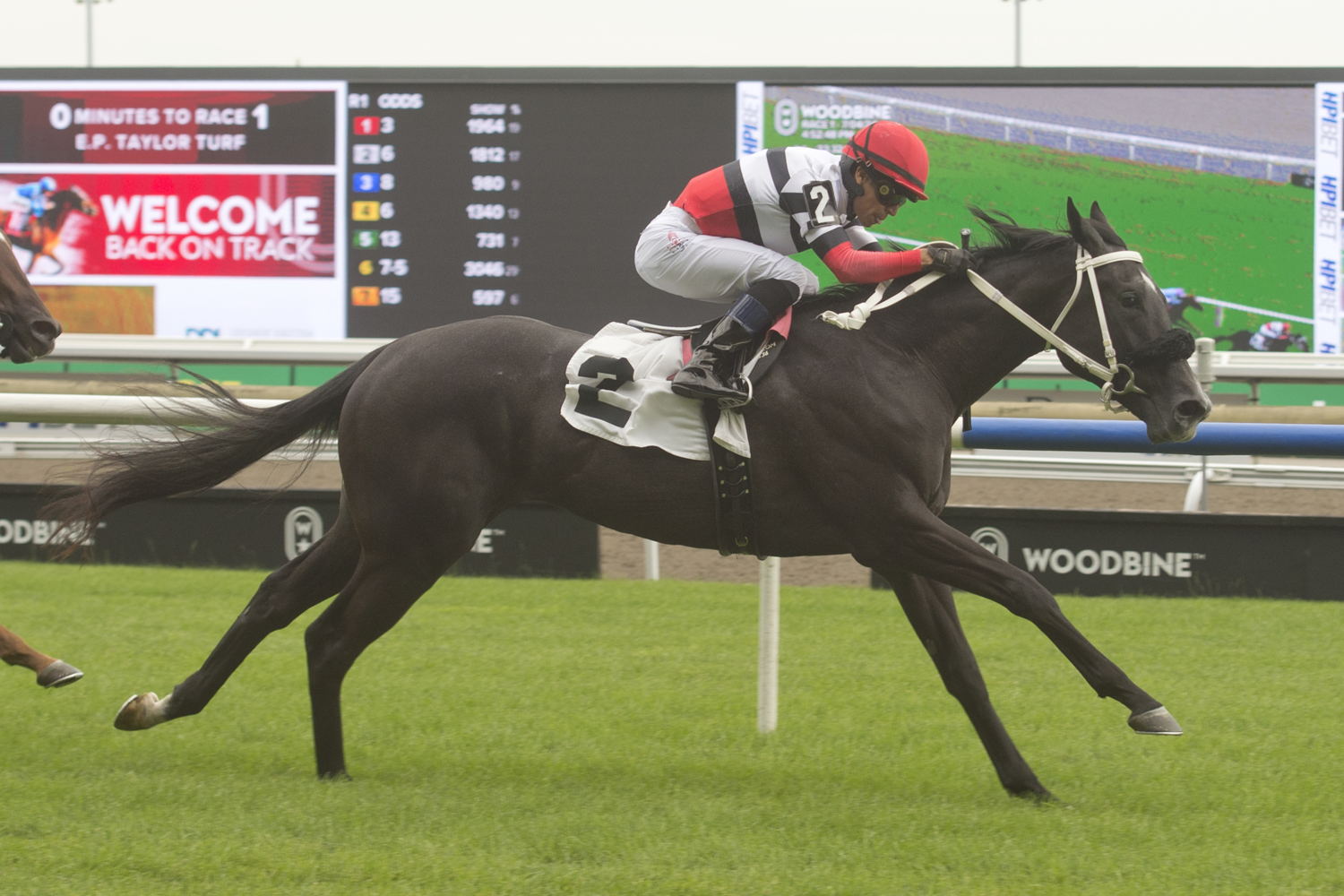 Cairo Caper and jockey Jose Campos winning Race 1 on July 4, 2024 at Woodbine (Michael Burns Photo)