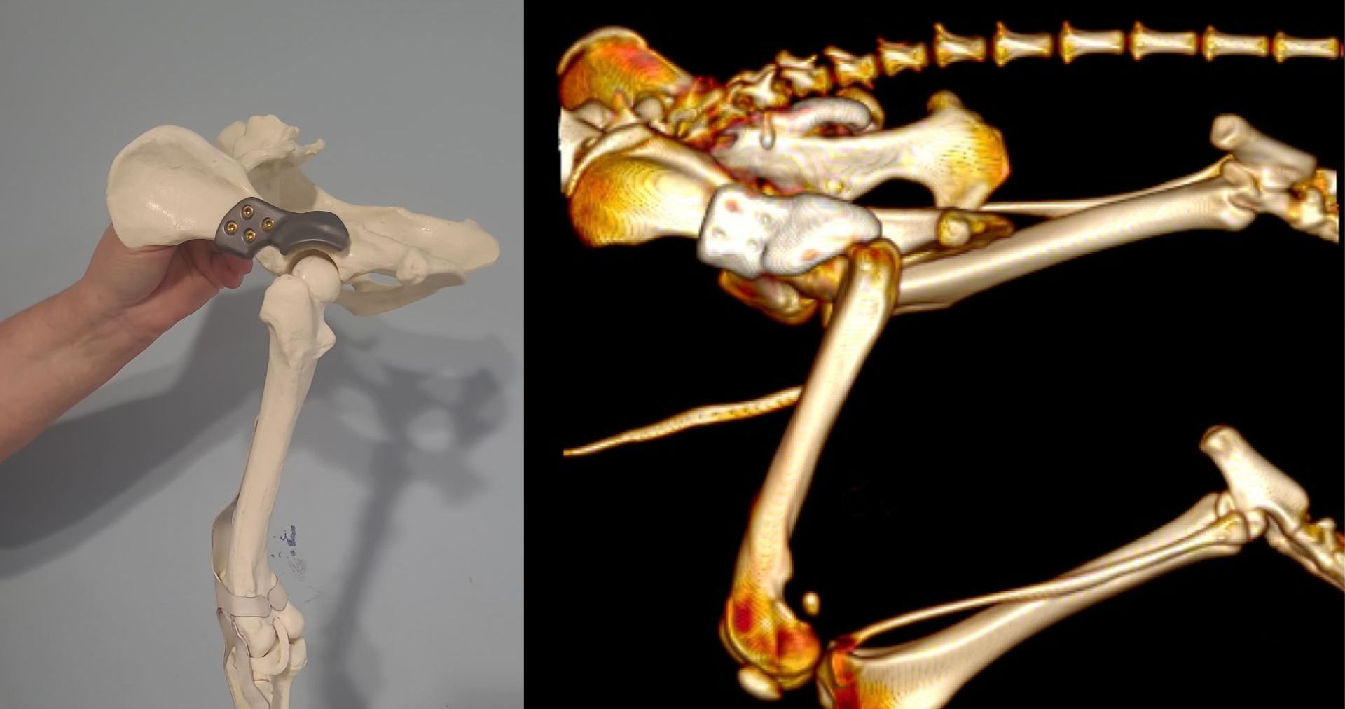 Une opération révolutionnaire en Belgique : des implants de hanche en titane imprimés en 3D chez AniCura Herckenrode, à Hasselt