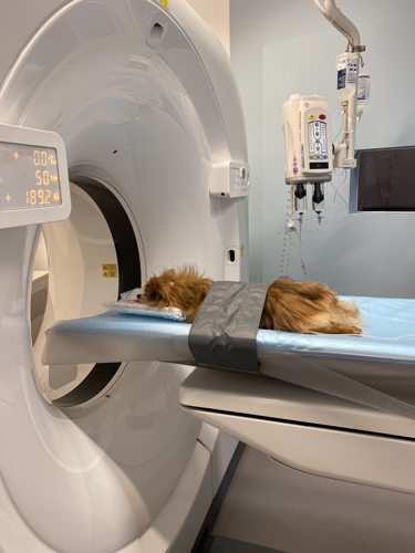Nieuwe CT-Scanner met hond