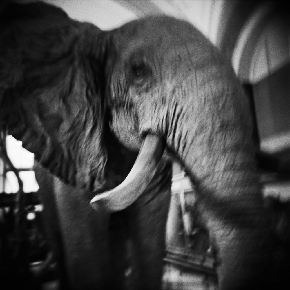 Elephant, 2015 © Olivier Leu