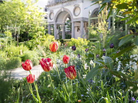 Tulpen 