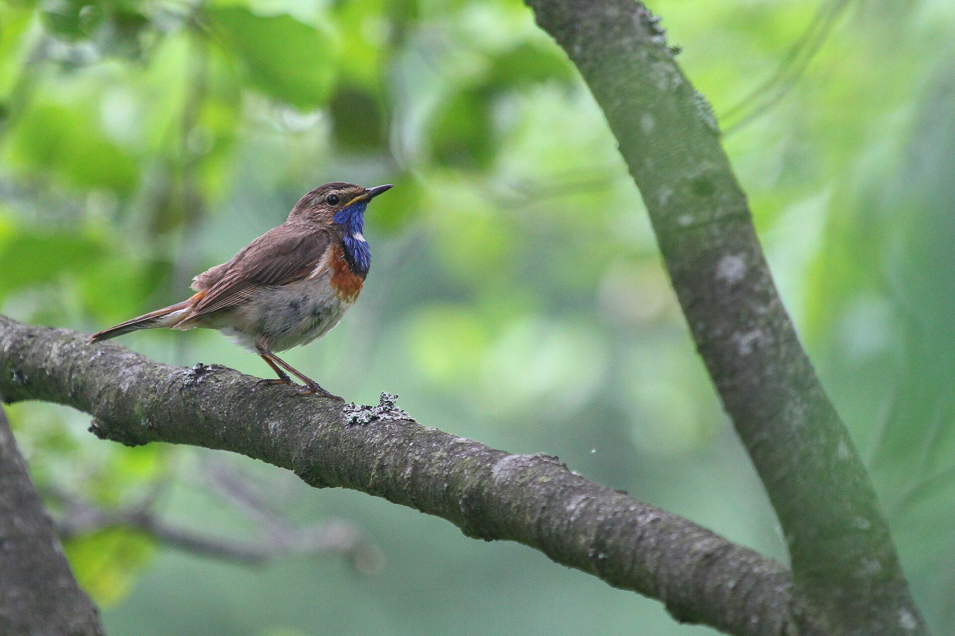 Blauwborst Blauwborst
