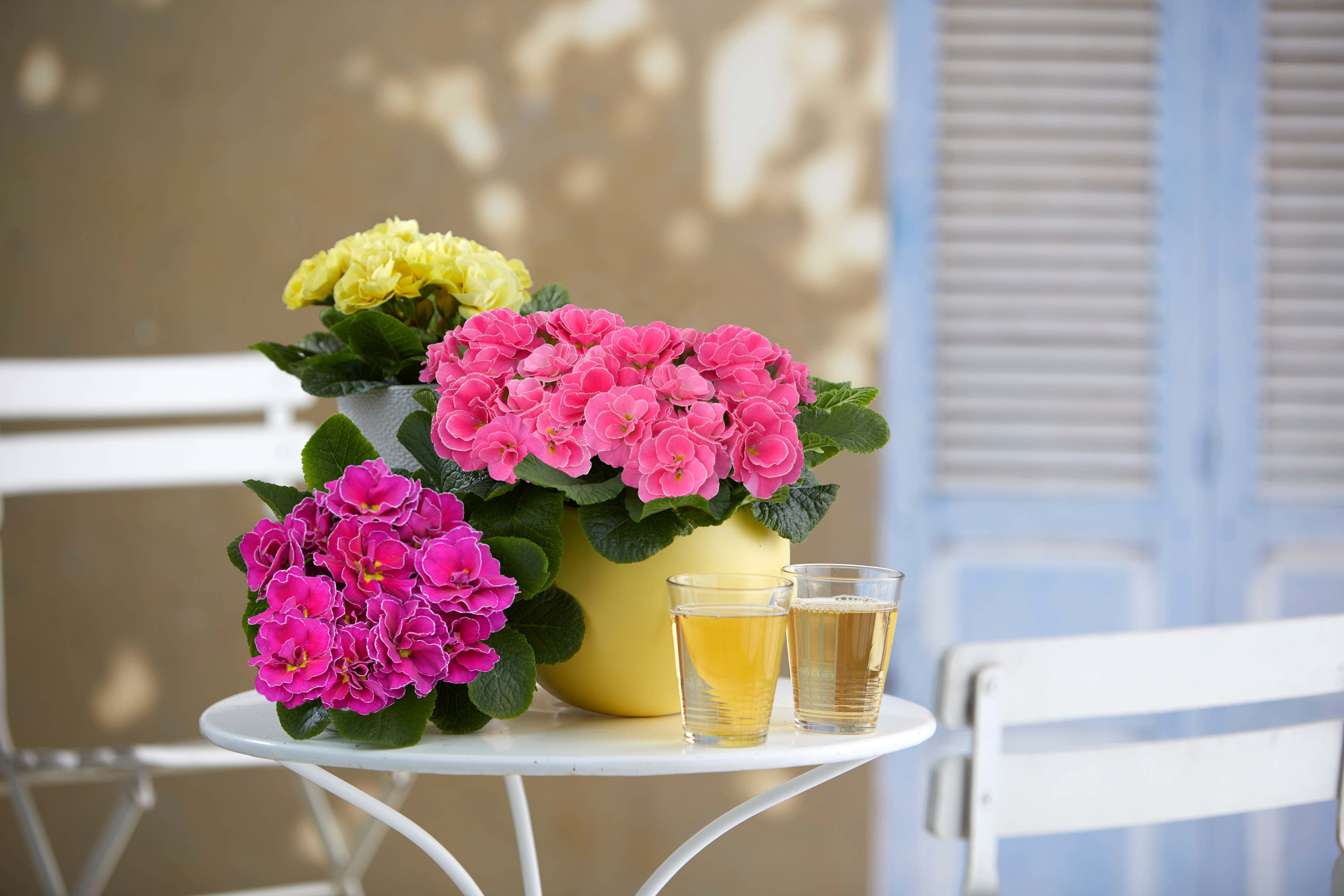 AVEVE & Think Pink Primula - March 2019