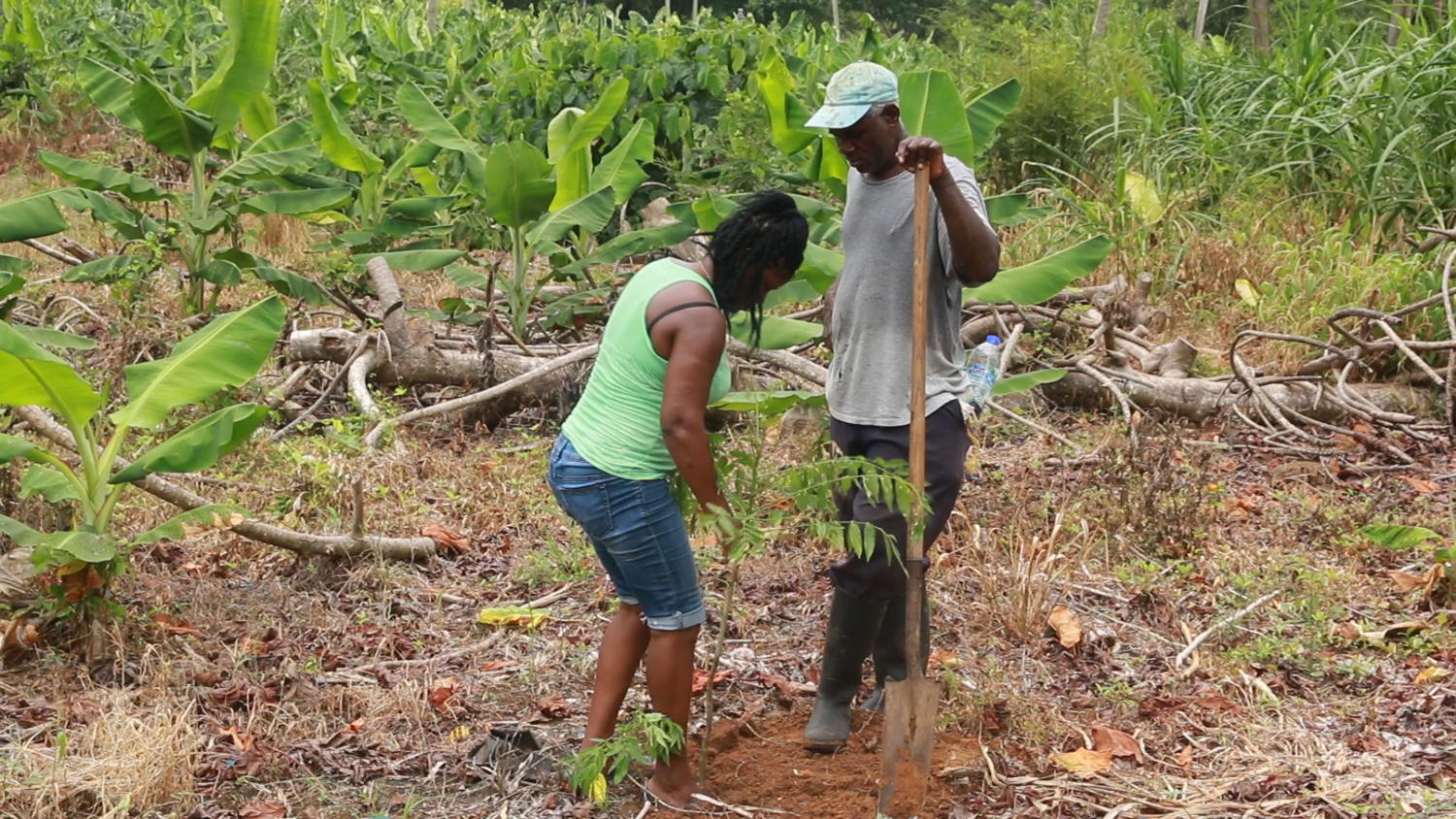 Residents of the Malgretoute Community plant a tree along the riverbank.