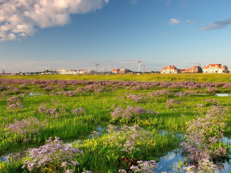 Natuurbeheerplan “IJzermonding en Kamp Lombardsijde” gaat in publieke consultatie