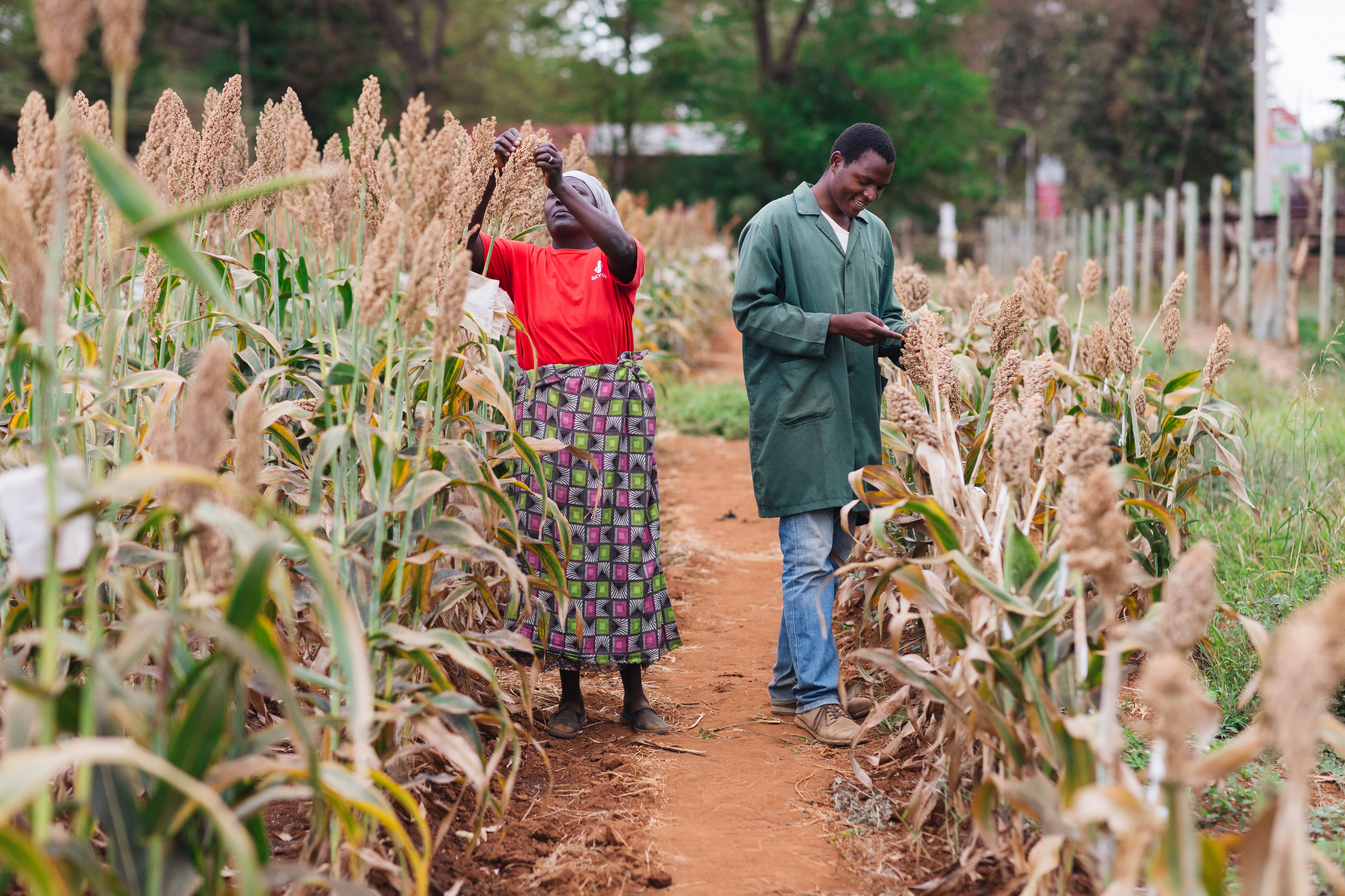 Millets research in Kenya.