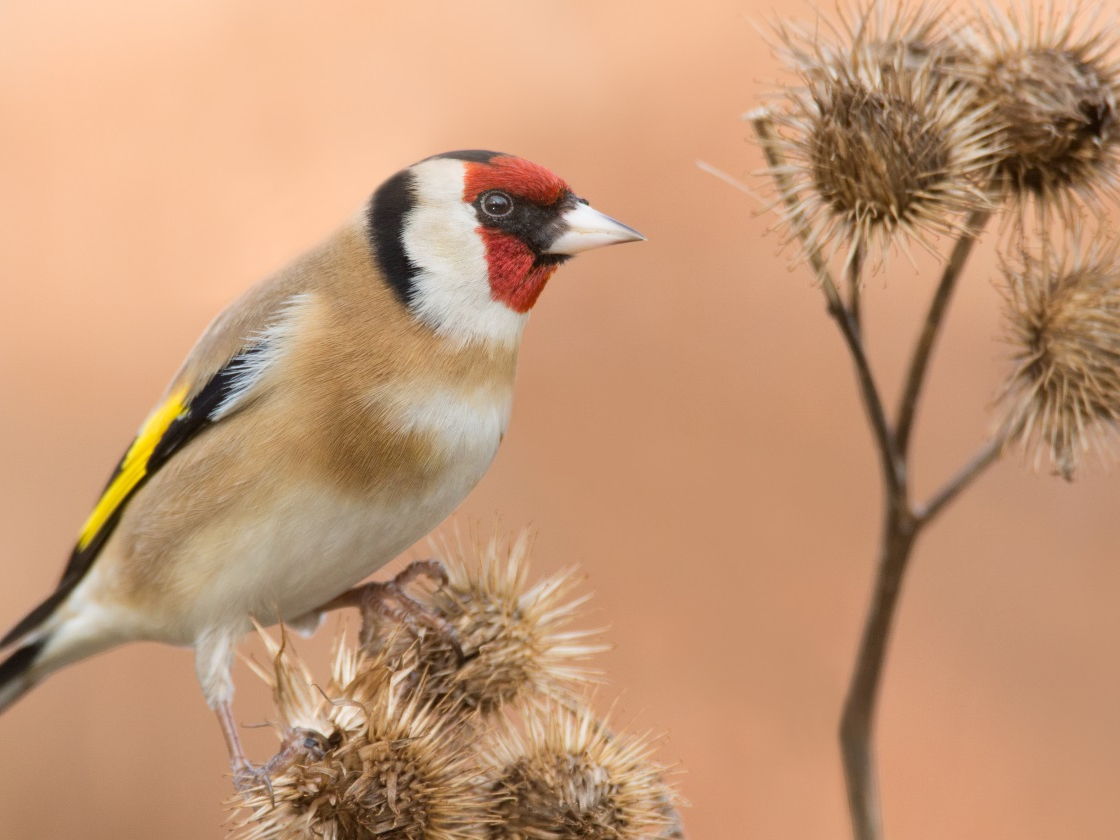 Twintig vogelvangers betrapt op illegale praktijken.