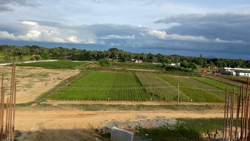 Experimental plots at Gaya, Bihar