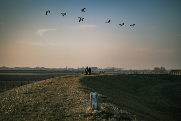 Beveren Hedwigepolder - copyright: 
 Sven Dullaert